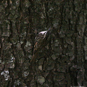Bar-tailed Treecreeper